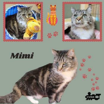 Mimi (Cat) -  Domestic Long Hair and Tabby Cat for Adoption in Lindsay, California - Mimi (Cat) | PetCurious