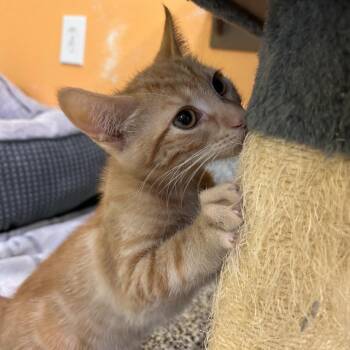 Domestic Short Hair Cats Available for Adoption in Fresno, California - Dingo | PetCurious