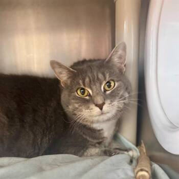 Domestic Short Hair Cats Available for Adoption in Barnstable, Massachusetts - MABEL | PetCurious