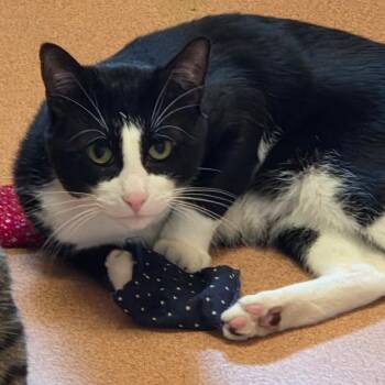 Zorro -  Domestic Short Hair Cat for Adoption in Ballston Spa, New York - Zorro | PetCurious