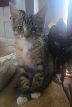 Fumee -  Tortoiseshell and Domestic Short Hair Cat for Adoption in Seal Beach, California - Fumee | PetCurious