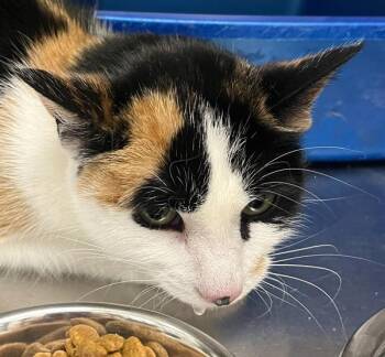 Calcal Ann -  Domestic Short Hair Cat for Adoption in Golden, Colorado - Calcal Ann | PetCurious