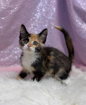 Pliers -  Domestic Short Hair Cat for Adoption in Clarkesville, Georgia - Pliers | PetCurious