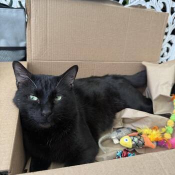 Bombay and Domestic Short Hair Cats Available for Adoption in Rossville, Georgia - Barry | PetCurious