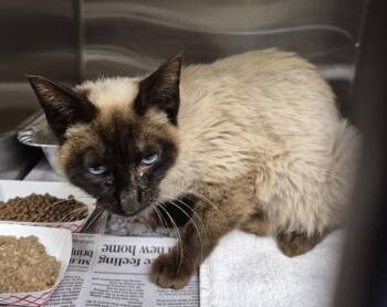 Siamese Cats Available for Adoption in Lawrenceville, Georgia - Fm-3c Regina | PetCurious