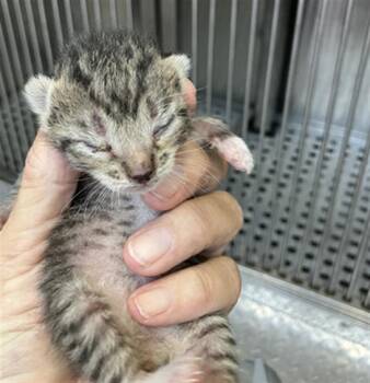 VIDO -  Domestic Short Hair Cat for Adoption in Dallas, Texas - VIDO | PetCurious