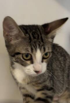 Freedom -  Domestic Short Hair Cat for Adoption in Phoenix, Arizona - Freedom | PetCurious