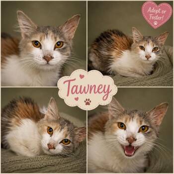Tawney: Foster Request (FCID# 07/14/26-72 Trainer) -  Dilute Calico Cat for Adoption in Greenville, Delaware - Tawney: Foster Request (FCID# 07/14/26-72 Trainer) | PetCurious