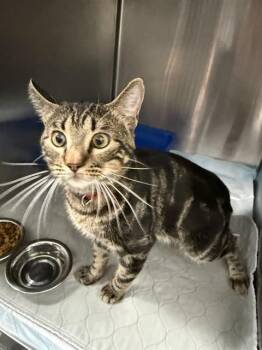 A011537 -  Domestic Short Hair Cat for Adoption in Wylie, Texas - A011537 | PetCurious