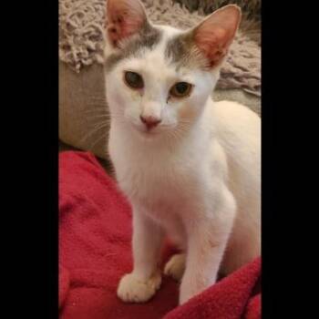 Larry -  Domestic Short Hair Cat for Adoption in Prescott, Arizona - Larry | PetCurious