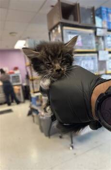 American Shorthair Cats Available for Adoption in El Paso, Texas - 60792279 | PetCurious