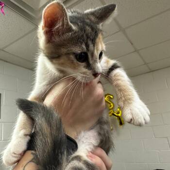 Pearl -  Domestic Medium Hair Cat for Adoption in Gadsden, Alabama - Pearl | PetCurious