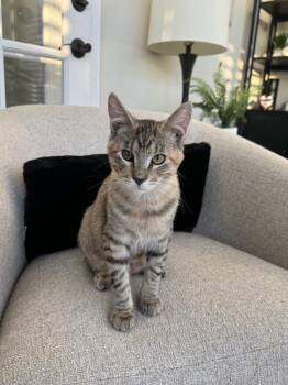 Pip -  Domestic Short Hair Cat for Adoption in Lakewood, California - Pip | PetCurious
