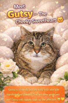 Tabby Cats Available for Adoption - Gutsy (FCID# 03/09/2026 - 81 Trainer) | PetCurious