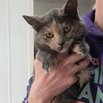 Domestic Short Hair Cats Available for Adoption - January | PetCurious