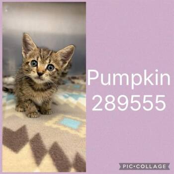 PUMPKIN -  Domestic Short Hair Cat for Adoption in Macon, Georgia - PUMPKIN | PetCurious