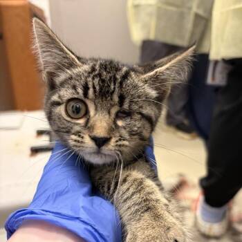 Ruby June -  Domestic Short Hair Cat for Adoption in Marshall, Virginia - Ruby June | PetCurious