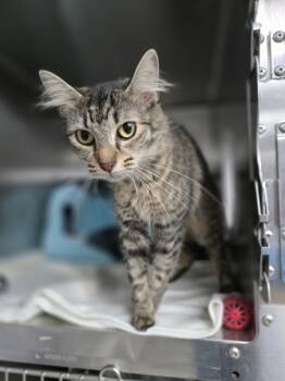 Rescue Domestic Medium Hair Cats for Adoption in Kingston, New York - Fluffy | PetCurious