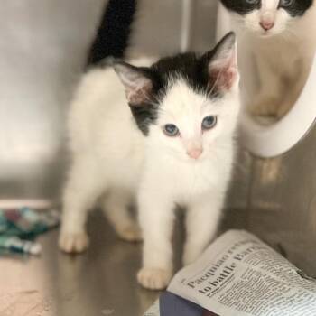 Miguel -  Domestic Short Hair Cat for Adoption in Edinburg, Texas - Miguel | PetCurious