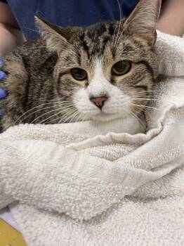 Domestic Short Hair Cats Available for Adoption - BRODY | PetCurious