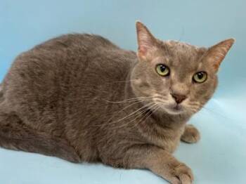 Bubbles -  Domestic Short Hair Cat for Adoption in Woodbury, Minnesota - Bubbles | PetCurious