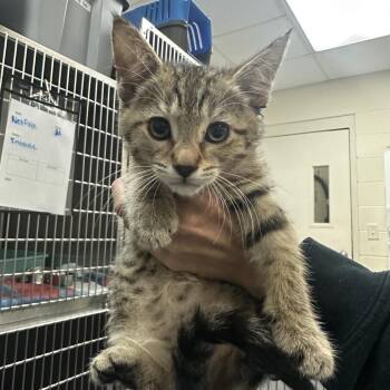 Domestic Short Hair Cats Available for Adoption in Middleburg, Florida - Cardboard 28558 | PetCurious