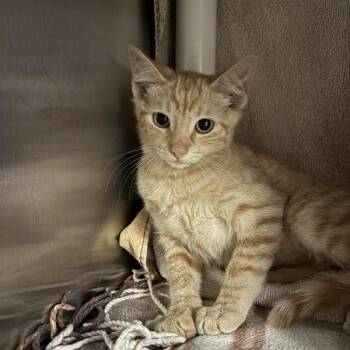 Mark -  Domestic Short Hair Cat for Adoption in Pasadena, California - Mark | PetCurious