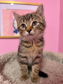 Hazelnut "Hazel"  * IN FOSTER * -  Domestic Short Hair Cat for Adoption in South Bend, Indiana - Hazelnut "Hazel"  * IN FOSTER * | PetCurious