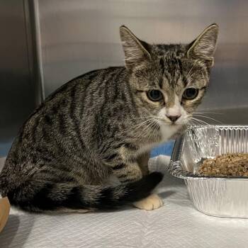 Charlotte -  Domestic Short Hair Cat for Adoption in Greensboro, North Carolina - Charlotte | PetCurious