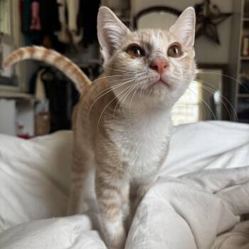 Yuji -  Domestic Short Hair Cat for Adoption in Richmond, Virginia - Yuji | PetCurious