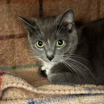 Lupita -  Domestic Short Hair Cat for Adoption in Walker, Michigan - Lupita | PetCurious
