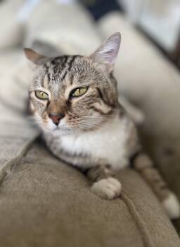 Rescue Domestic Short Hair Cats for Adoption in New York, New York - Señor Sweetness ~ Cuddle Ready | PetCurious