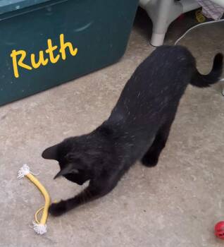 Ruth -  Domestic Short Hair Cat for Adoption in Hartford City, Indiana - Ruth | PetCurious