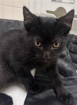 MOE -  Domestic Short Hair Cat for Adoption in Dallas, Texas - MOE | PetCurious