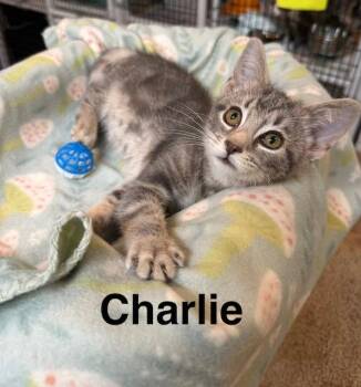 Charlie -  Domestic Short Hair Cat for Adoption in Millerstown, Pennsylvania - Charlie | PetCurious
