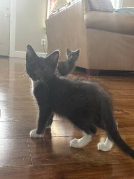 Gigi -  Domestic Short Hair Cat for Adoption in Cincinnati, Ohio - Gigi | PetCurious