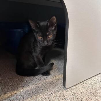 Caitlin -  Domestic Short Hair Cat for Adoption in Sarasota, Florida - Caitlin | PetCurious