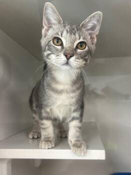 Malva -  Domestic Short Hair Cat for Adoption in Corpus Christi, Texas - Malva | PetCurious