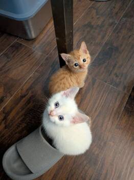 Wiffleball -  Siamese and Domestic Short Hair Cat for Adoption in Dallas, Texas - Wiffleball | PetCurious