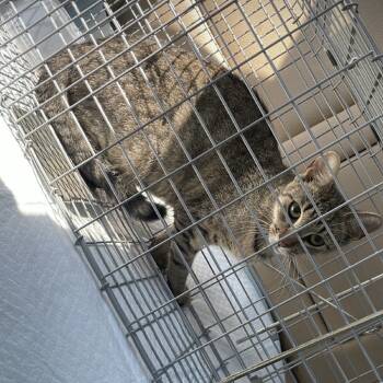 Rescue Domestic Short Hair Cats for Adoption in New York, New York - Rose | PetCurious