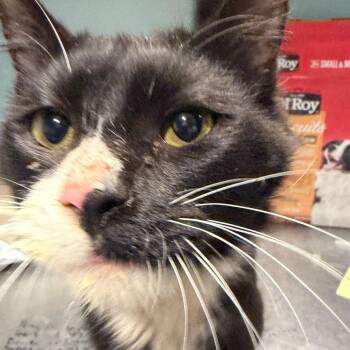 Domestic Medium Hair Cats Available for Adoption in Chattanooga, Tennessee - Starstruck | PetCurious