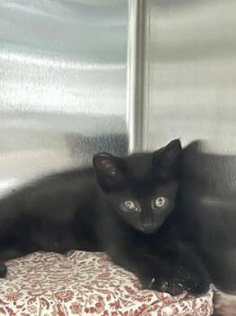 94272A Starlight -  Domestic Short Hair Cat for Adoption in North Charleston, South Carolina - 94272A Starlight | PetCurious