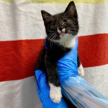 Truffles -  Domestic Short Hair Cat for Adoption in Cheyenne, Wyoming - Truffles | PetCurious