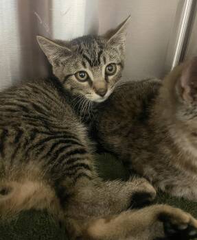 Phil -  Domestic Short Hair Cat for Adoption in Nashville, Tennessee - Phil | PetCurious