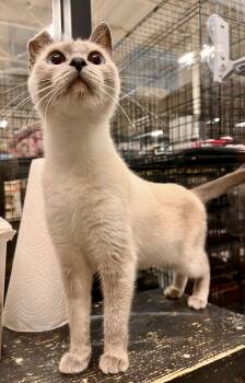 Blanquita -  Siamese Cat for Adoption in San Juan Capistrano, California - Blanquita | PetCurious