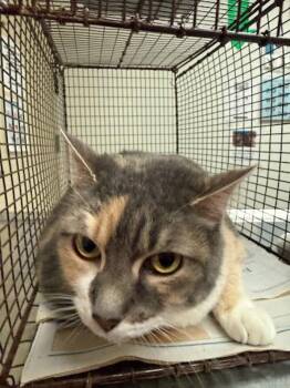 Domestic Short Hair Cats Available for Adoption - Callie | PetCurious