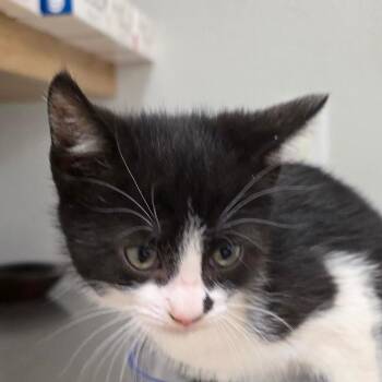 Freedom -  Domestic Short Hair Cat for Adoption in Buellton, California - Freedom | PetCurious