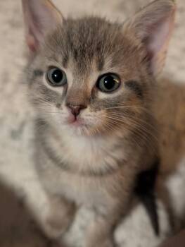 Lee Loo -  Tabby Cat for Adoption in San Antonio, Texas - Lee Loo | PetCurious