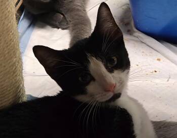 Domestic Short Hair Cats Available for Adoption - Dizzy | PetCurious