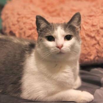 Domestic Short Hair Cats Available for Adoption - Syrup | PetCurious